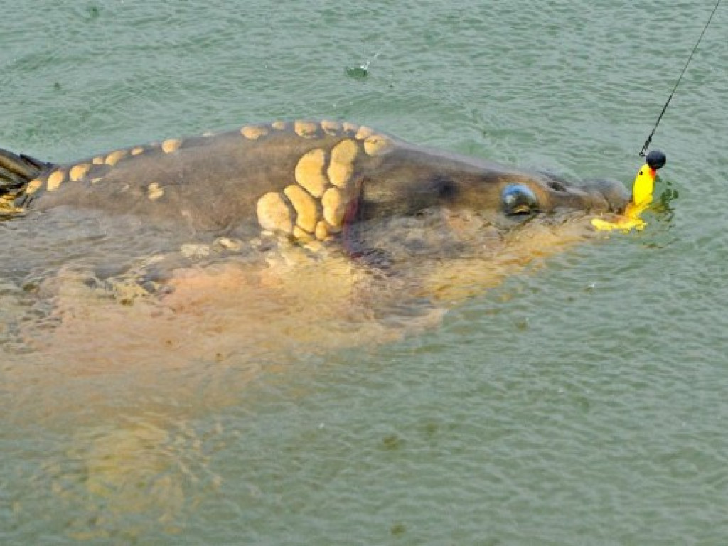 Gigant z jeziora [ZDJĘCIA]