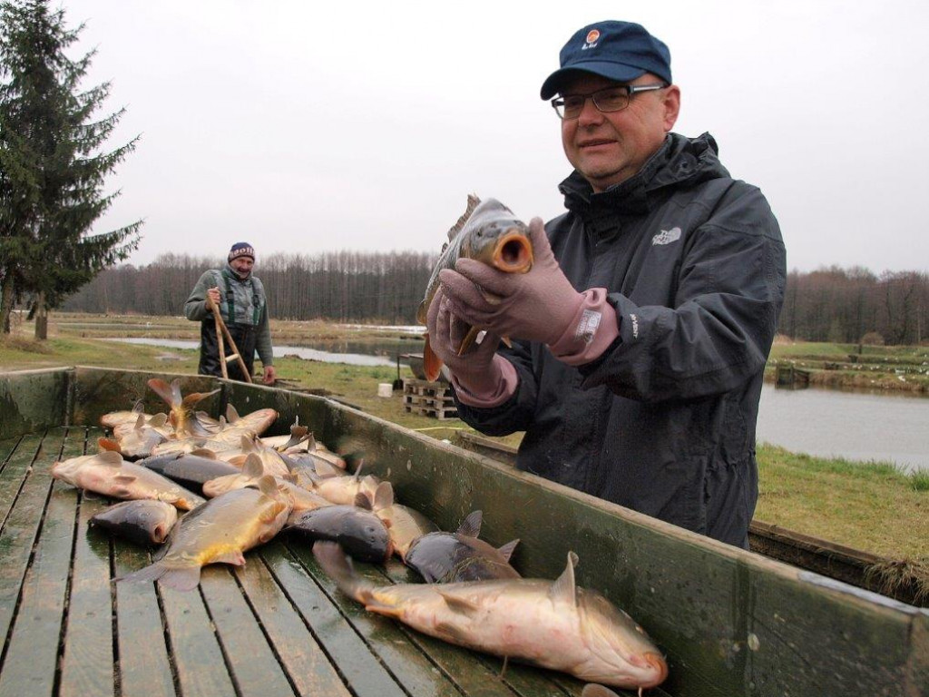 Co najlepsze na Wigilię, i dlaczego to jest karp?