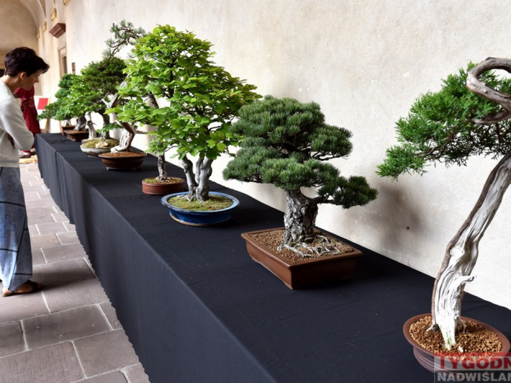 Japonia w Baranowie Sandomierskim [zdjęcia]