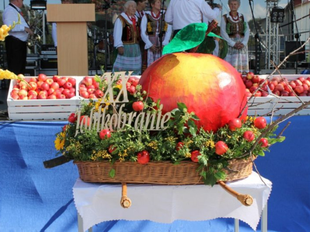 Jabłkobranie w Obrazowie [zdjęcia]
