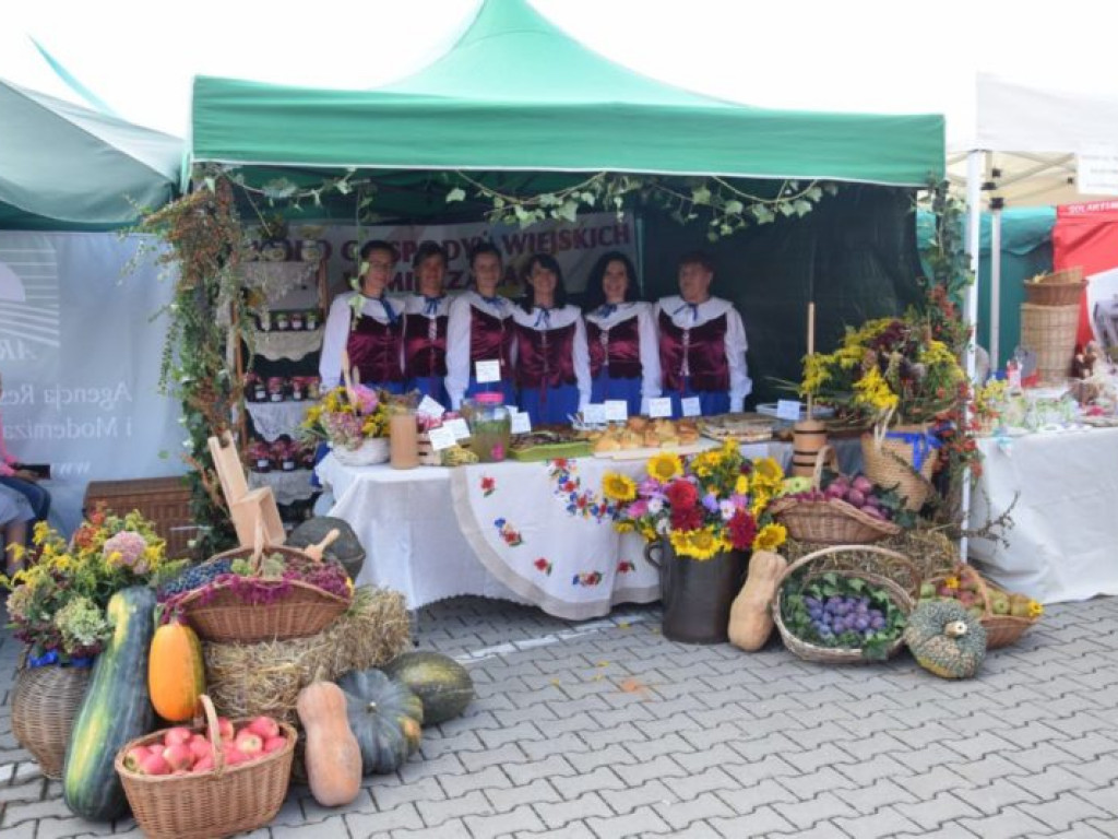 Jabłkobranie w Obrazowie [zdjęcia]