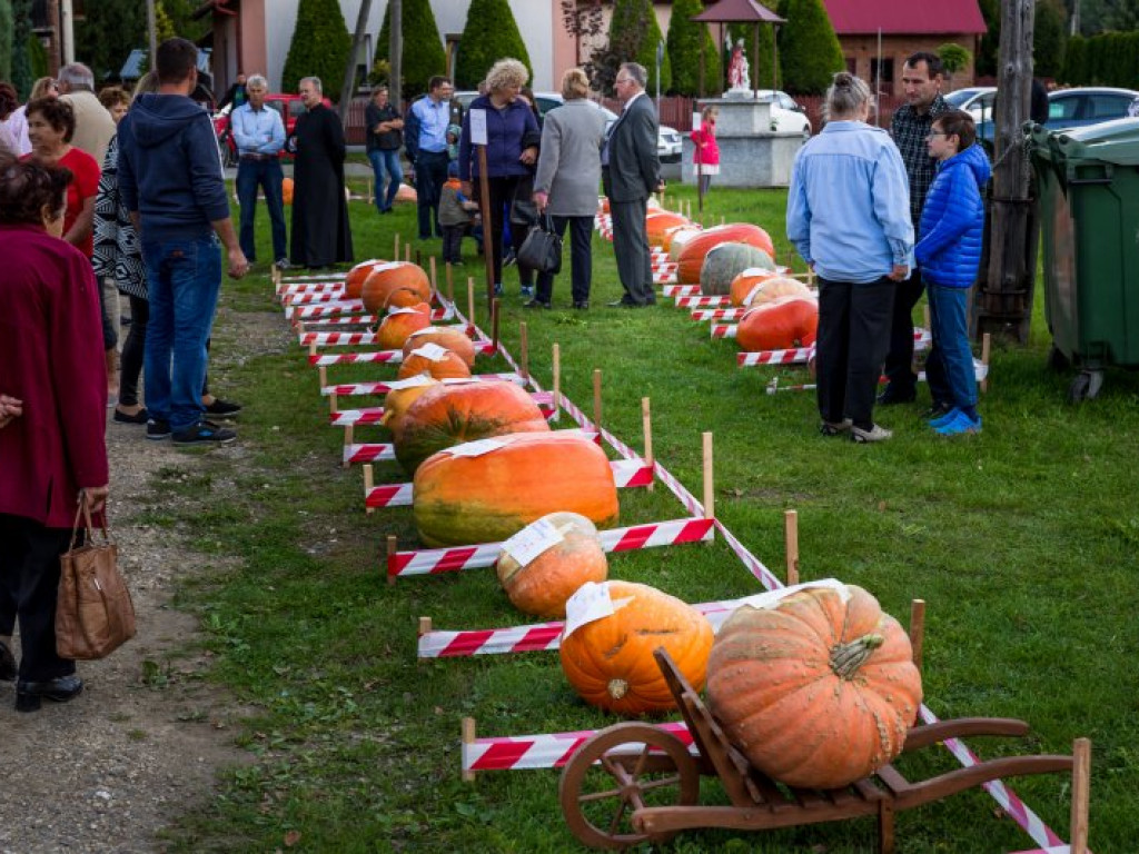 Dyniowe zmagania 2019 [zdjęcia]