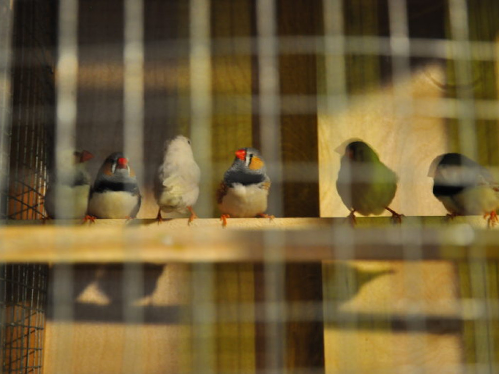 Żywa szopka już otwarta [zdjęcia]