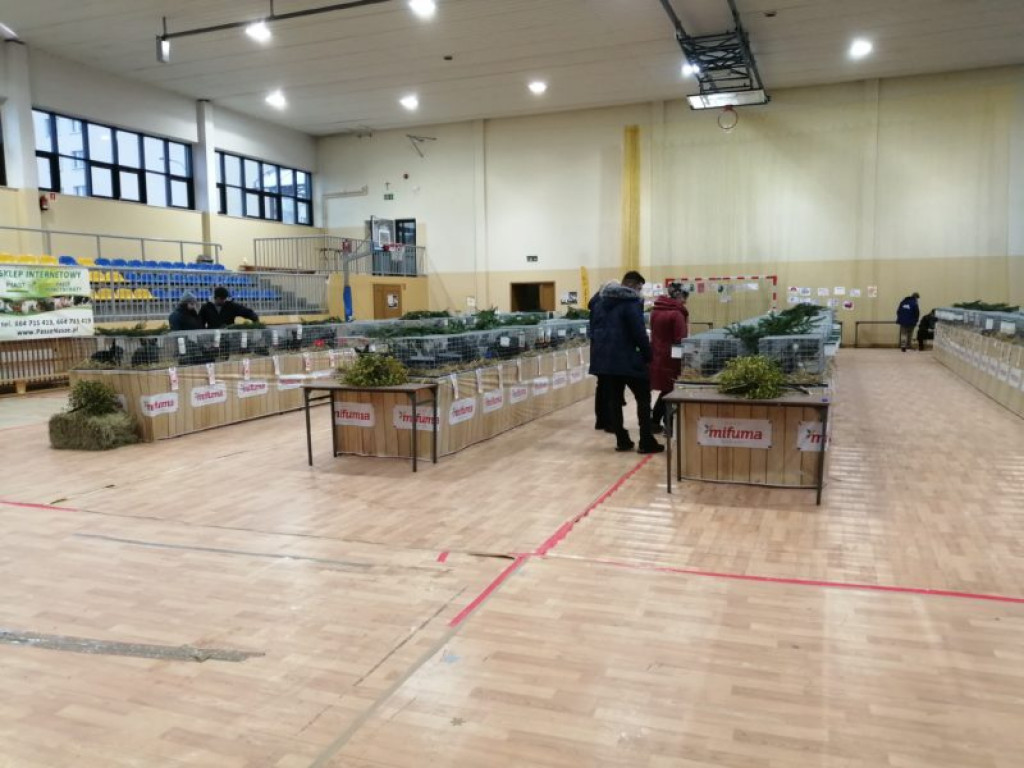 Wystawa Królików Wiedeńskich w Nowej Dębie. Tłumy zwiedzających, fantastyczne okazy! [zdjęcia]