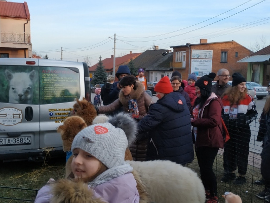 Alpaki, ciągniki i licytacje, czyli WOŚP w Koprzywnicy [GALERIA]