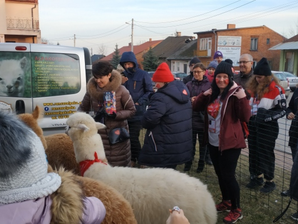Alpaki, ciągniki i licytacje, czyli WOŚP w Koprzywnicy [GALERIA]