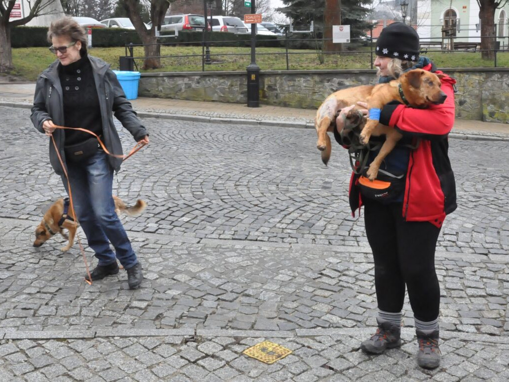 Wyjątkowe walentynki w Sandomierzu - dla Przytulnych [zdjęcia]