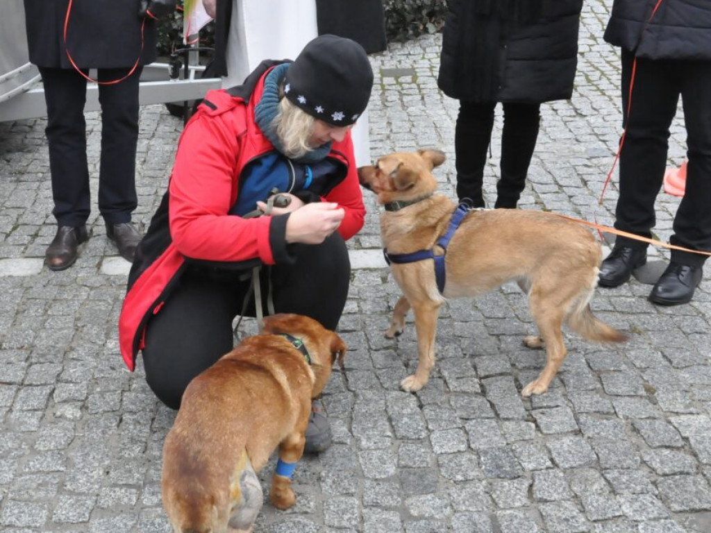 Wyjątkowe walentynki w Sandomierzu - dla Przytulnych [zdjęcia]