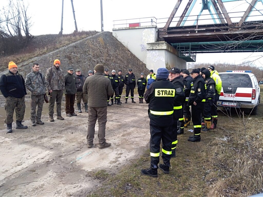 Nie znaleźli martwych dzików