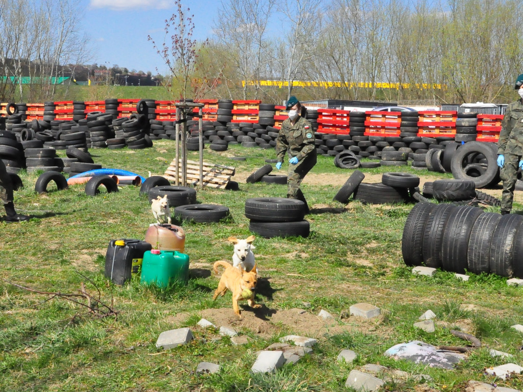 Terytorialsi pomogli sandomierskiemu schronisku [zdjęcia]
