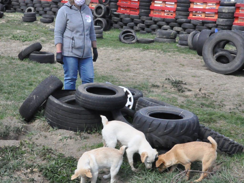 Terytorialsi pomogli sandomierskiemu schronisku [zdjęcia]