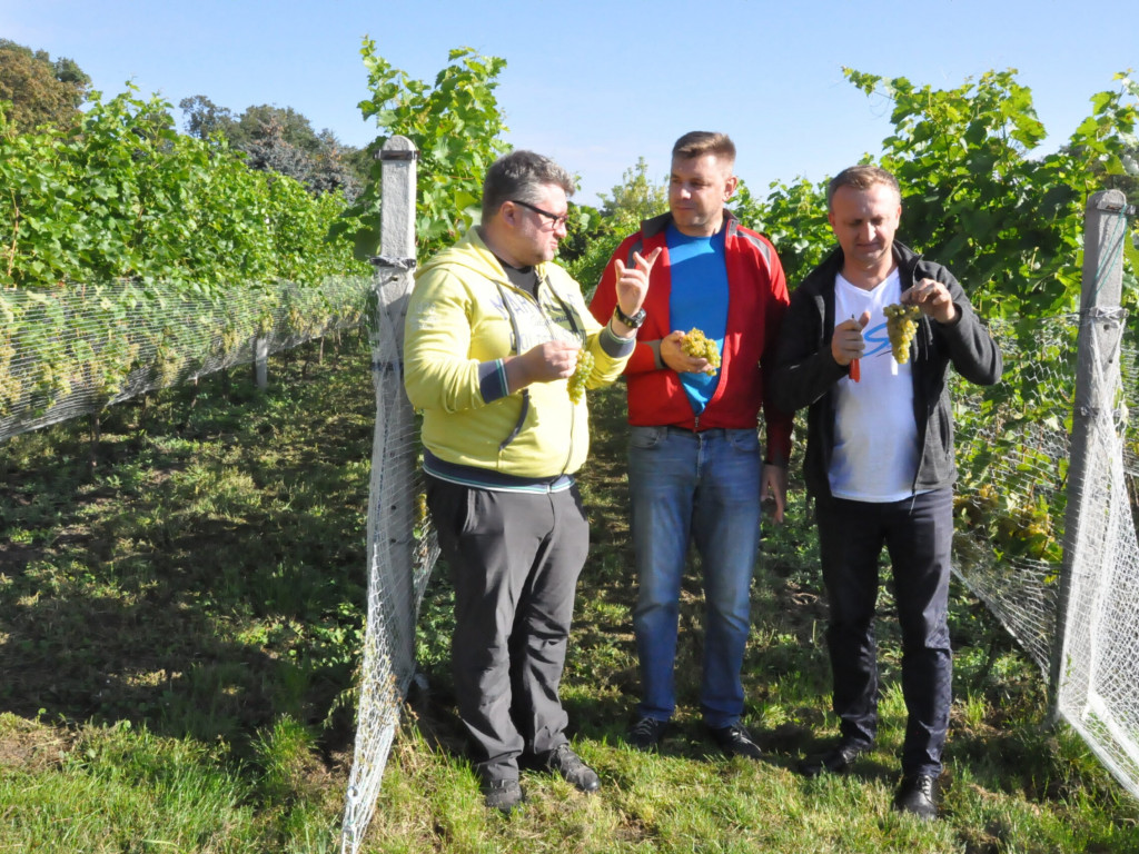 Winobranie czas zacząć. Inauguracja w winnicy św. Jakuba [zdjęcia]