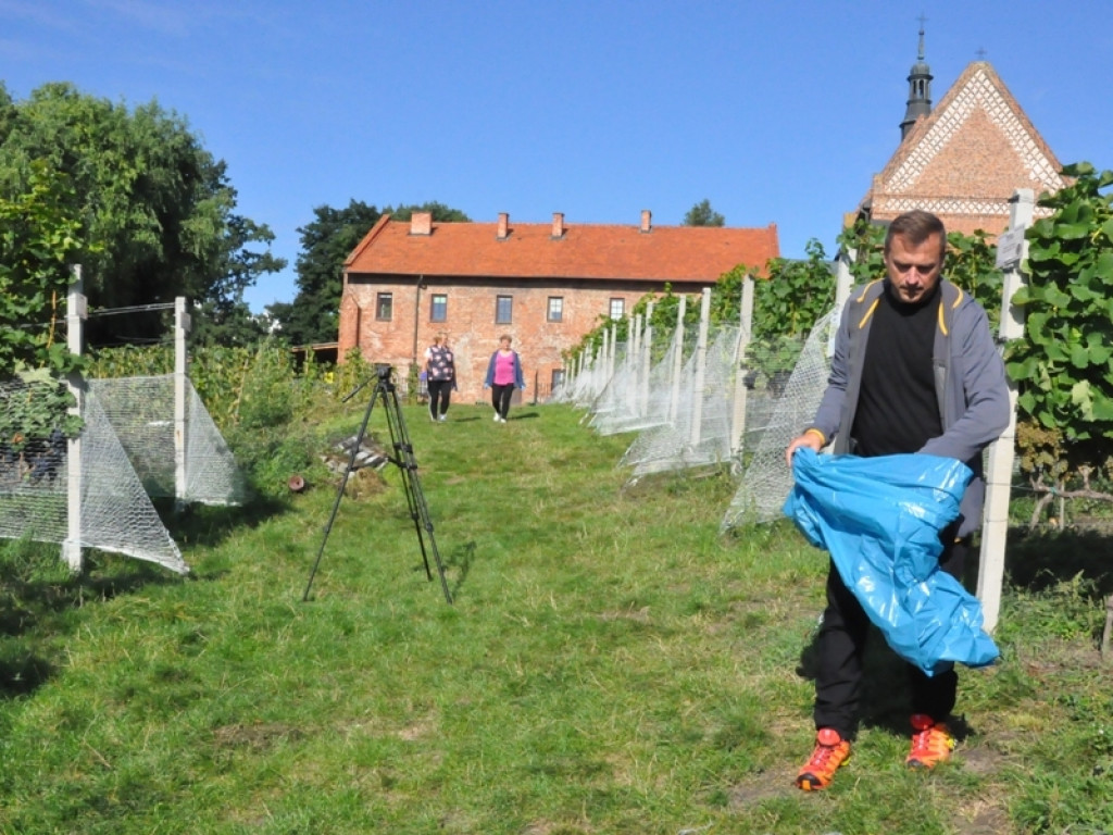 Winobranie czas zacząć. Inauguracja w winnicy św. Jakuba [zdjęcia]