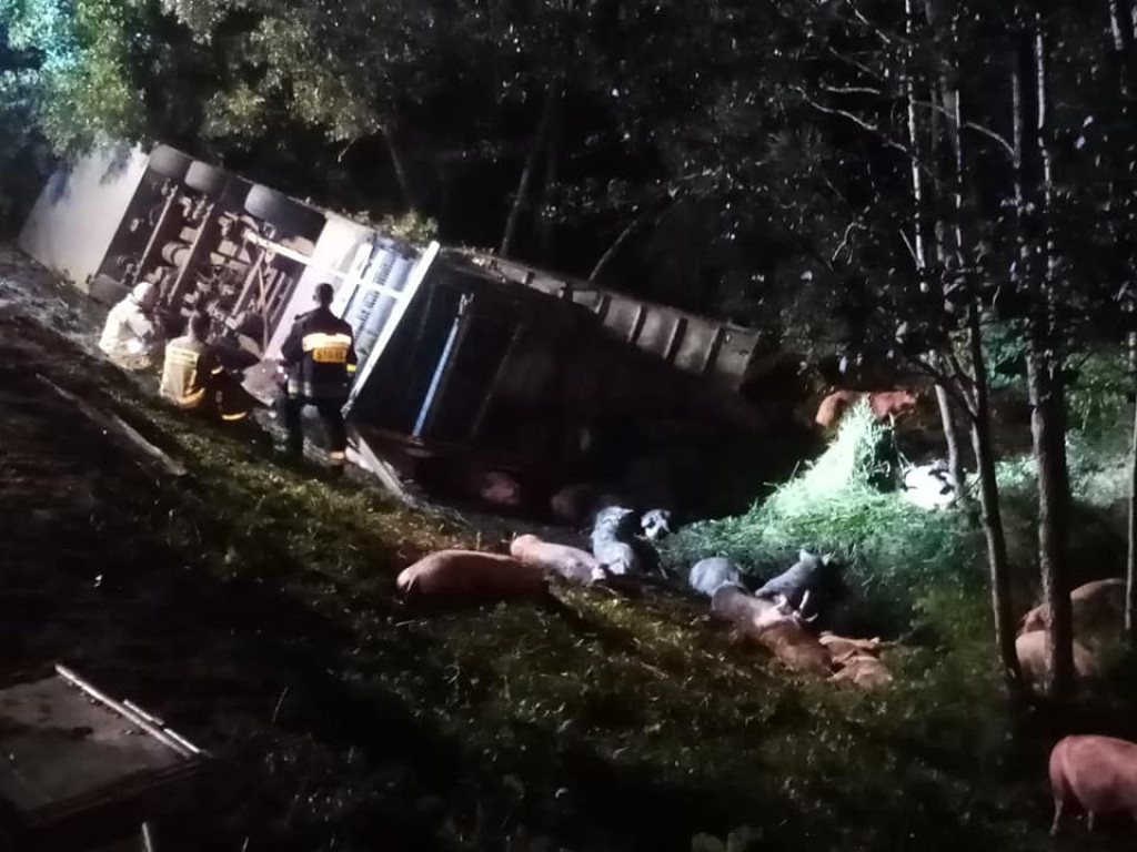 Świętokrzyskie. Nocna tragedia na drodze, TIR ze świniami wpadł do rowu. Nie żyje kierowca [zdjęcia]
