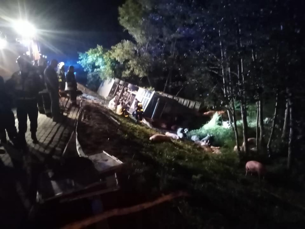 Świętokrzyskie. Nocna tragedia na drodze, TIR ze świniami wpadł do rowu. Nie żyje kierowca [zdjęcia]