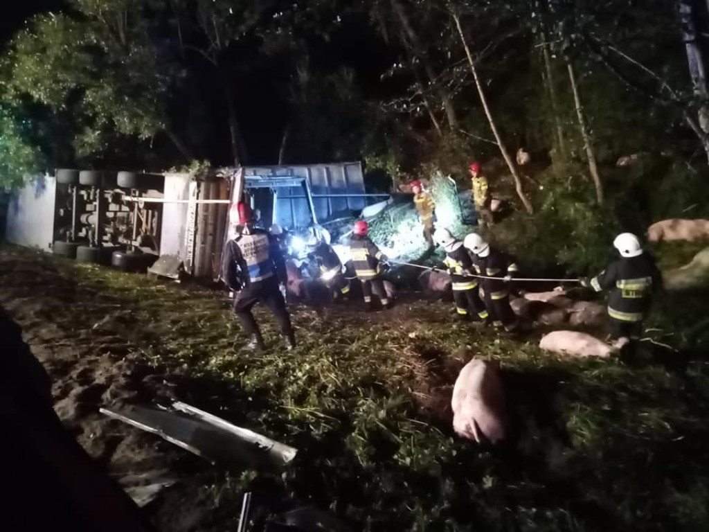 Świętokrzyskie. Nocna tragedia na drodze, TIR ze świniami wpadł do rowu. Nie żyje kierowca [zdjęcia]