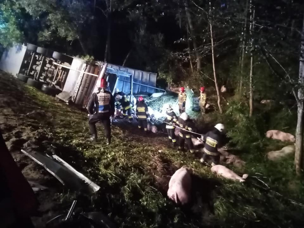 Świętokrzyskie. Nocna tragedia na drodze, TIR ze świniami wpadł do rowu. Nie żyje kierowca [zdjęcia]