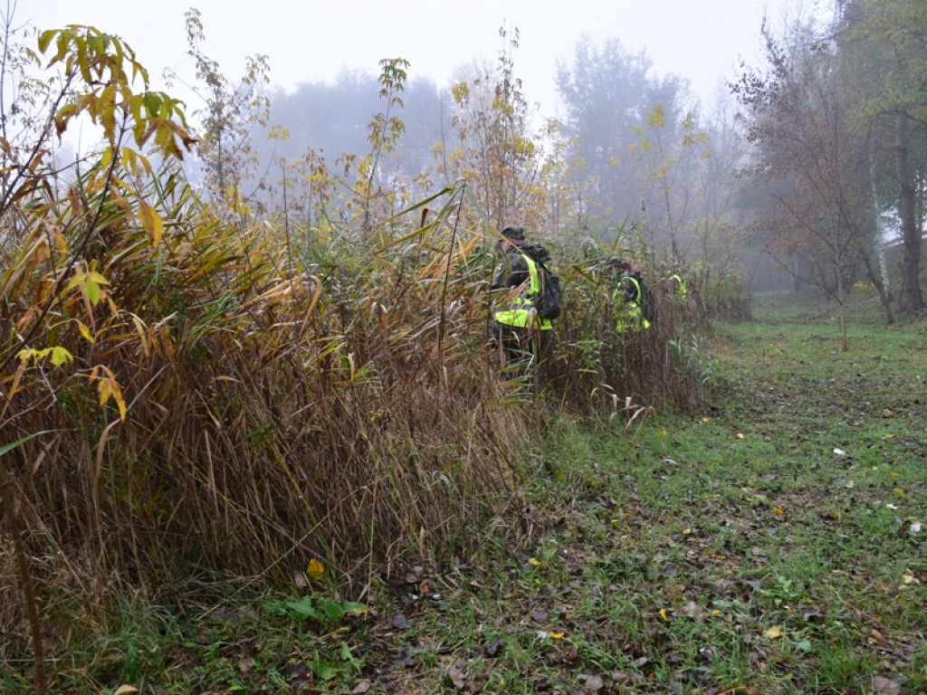 Szukają dzików. Te żywe przepędzają z Sandomierza [zdjęcia]