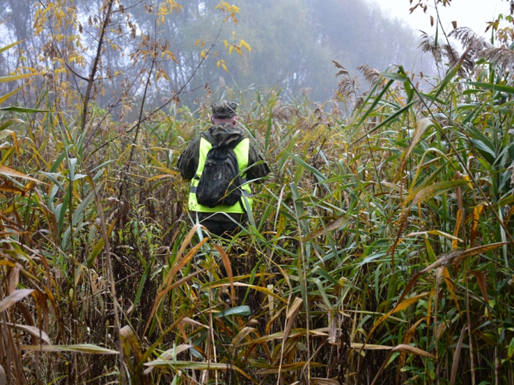 Szukają dzików. Te żywe przepędzają z Sandomierza [zdjęcia]