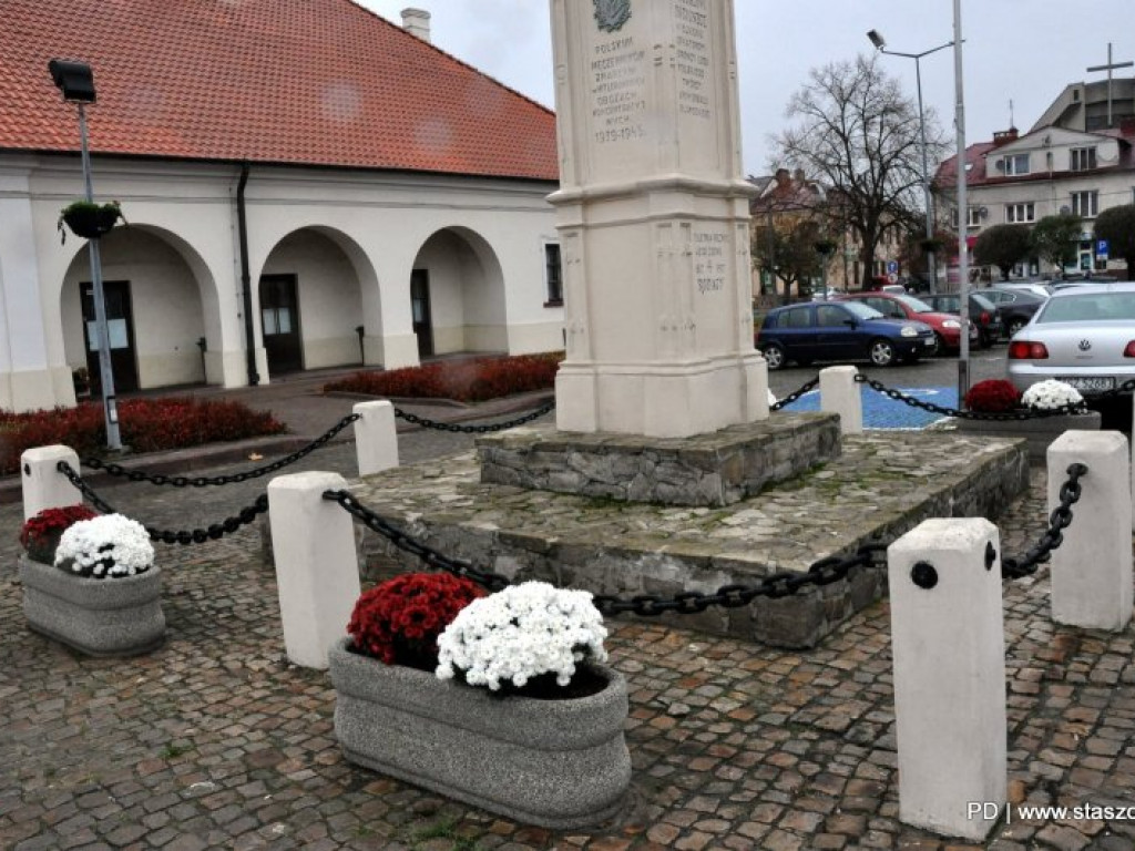 Staszów udekorowany chryzantemami. Gmina wsparła hodowców [zdjęcia]