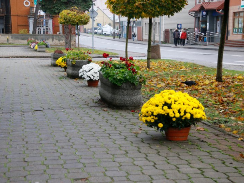 Staszów udekorowany chryzantemami. Gmina wsparła hodowców [zdjęcia]