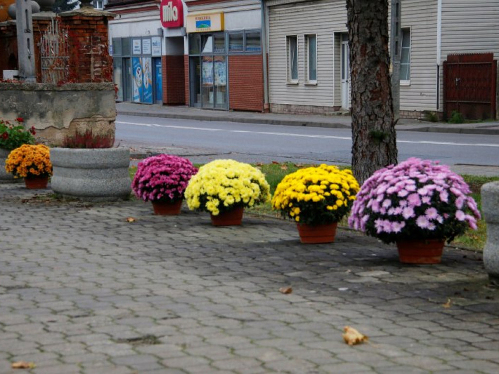 Staszów udekorowany chryzantemami. Gmina wsparła hodowców [zdjęcia]