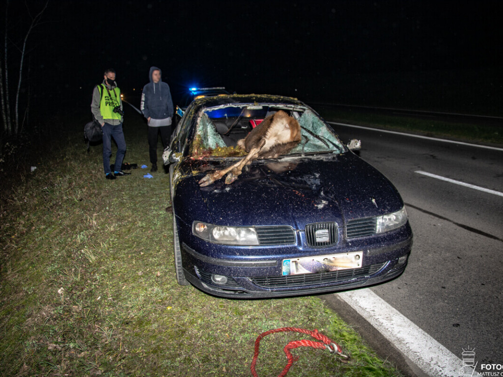 Tarnobrzeg. Zderzenie samochodu z sarną na Wisłostradzie [zdjecia]
