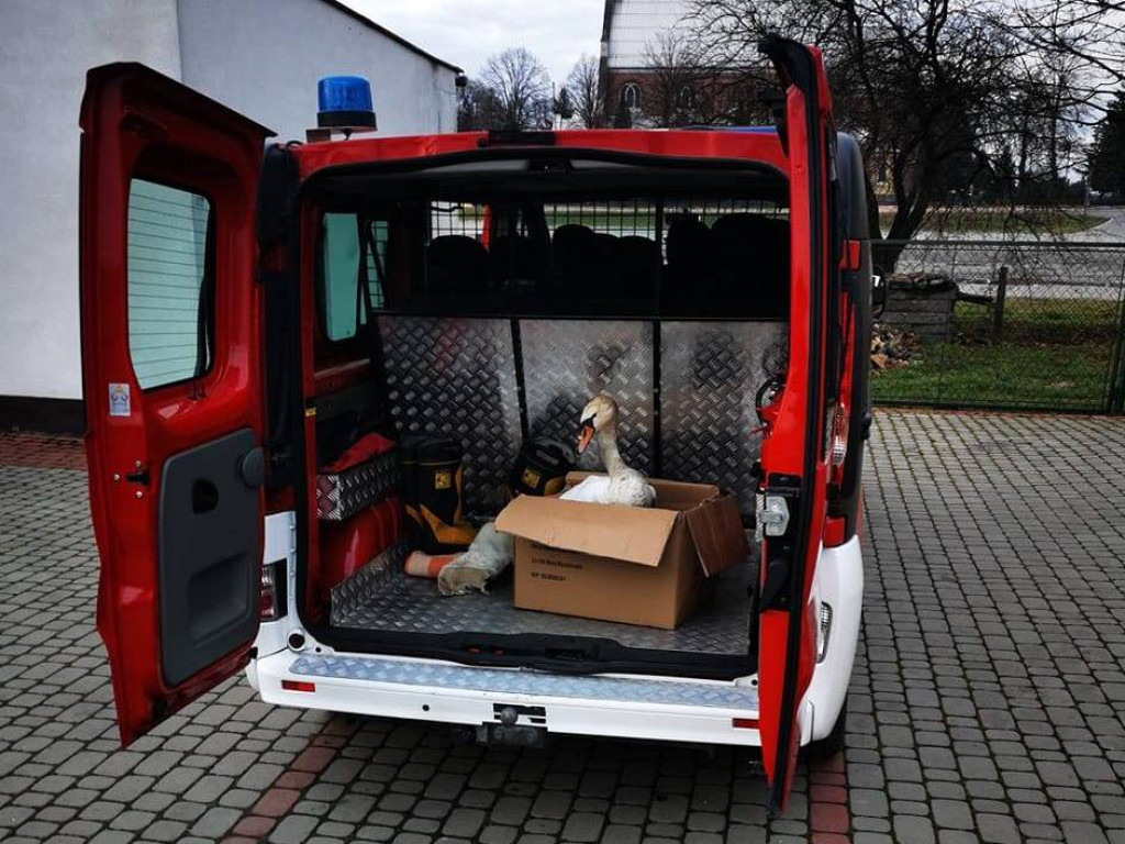 Strażacy z Grębowa uratowali wielkiego ptaka [zdjęcia]