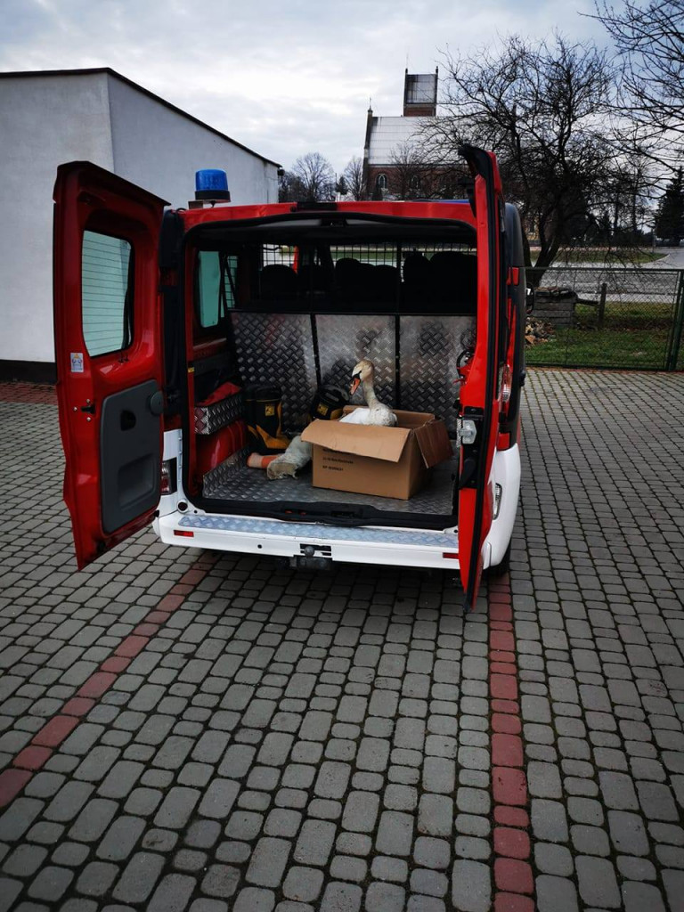 Strażacy z Grębowa uratowali wielkiego ptaka [zdjęcia]