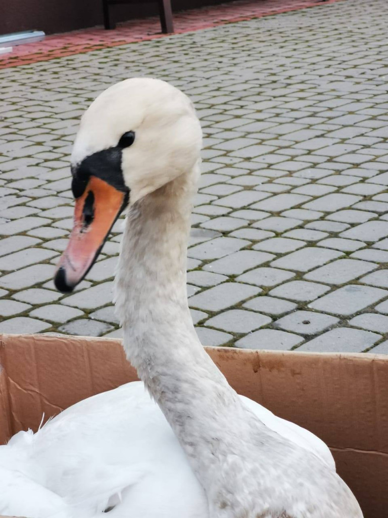 Strażacy z Grębowa uratowali wielkiego ptaka [zdjęcia]