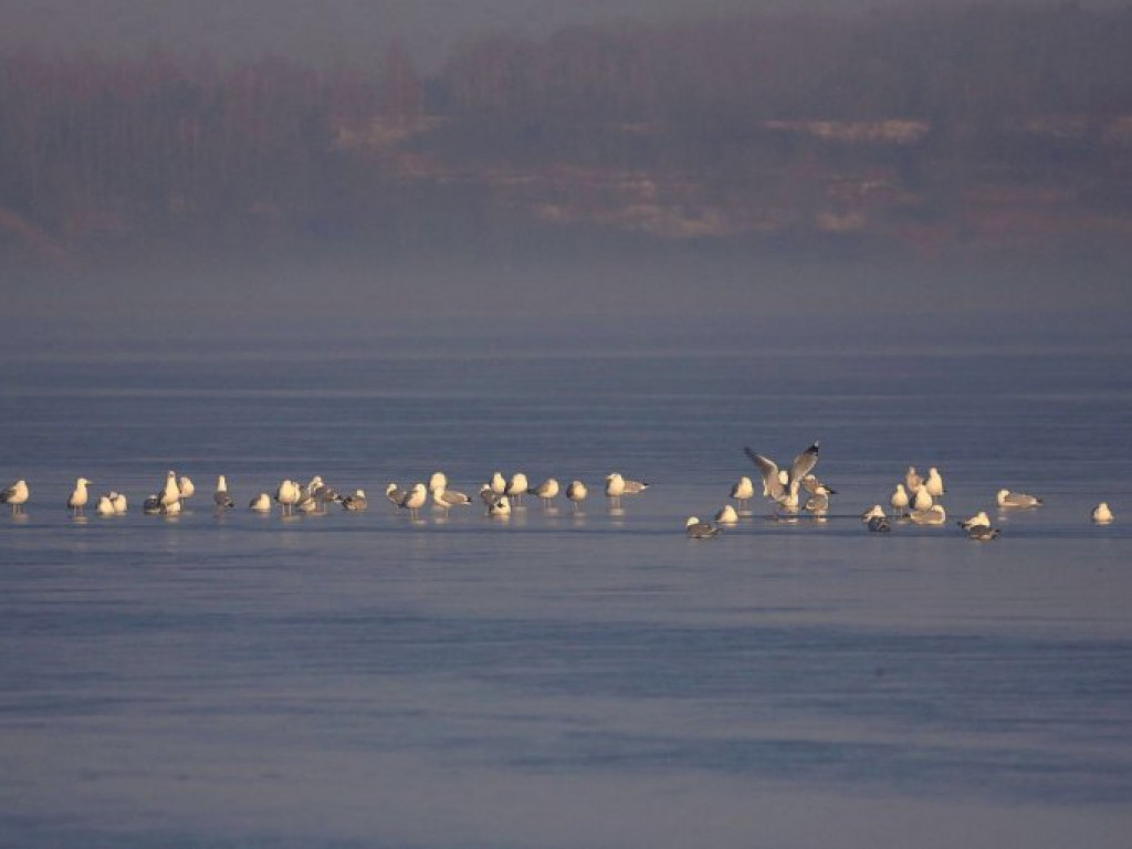 Zimowe klimaty nad Jeziorem Tarnobrzeskim [zdjęcia]