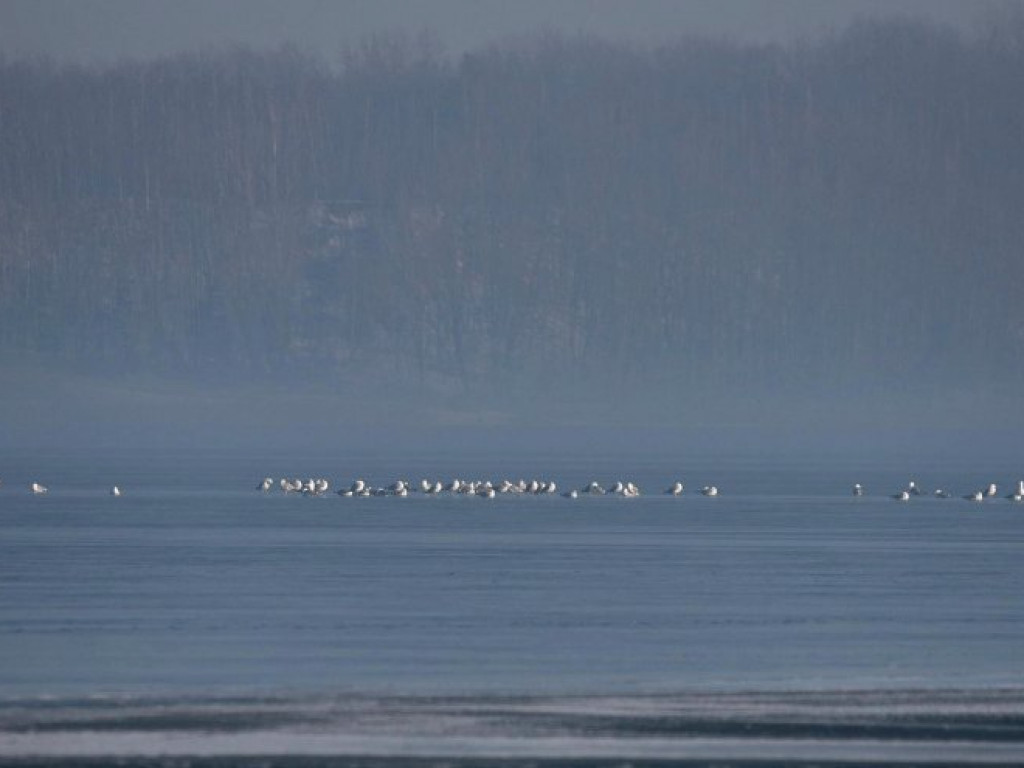 Zimowe klimaty nad Jeziorem Tarnobrzeskim [zdjęcia]
