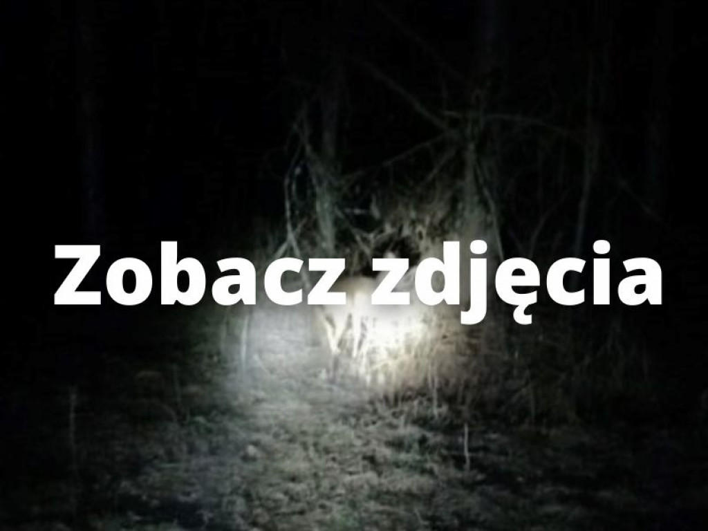 Strażacy ratowali uwięzioną w studzience sarnę [zdjęcia]