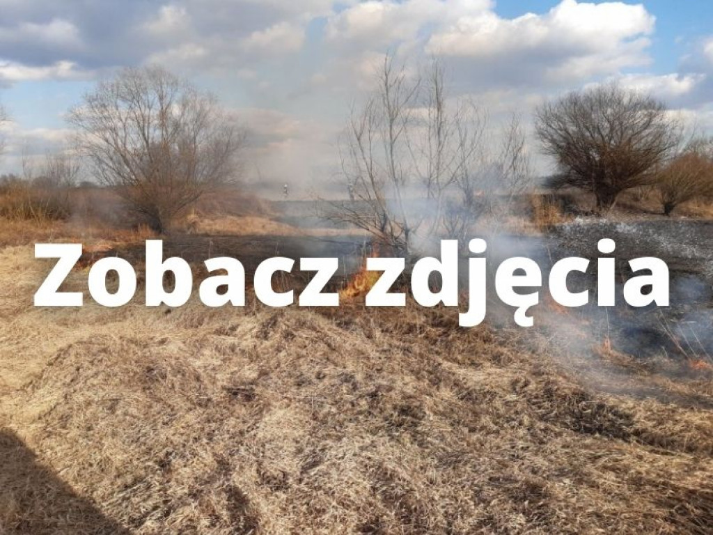 Plaga podpaleń nieużytków. Kilkanaście interwencji straży pożarnej [zdjęcia]