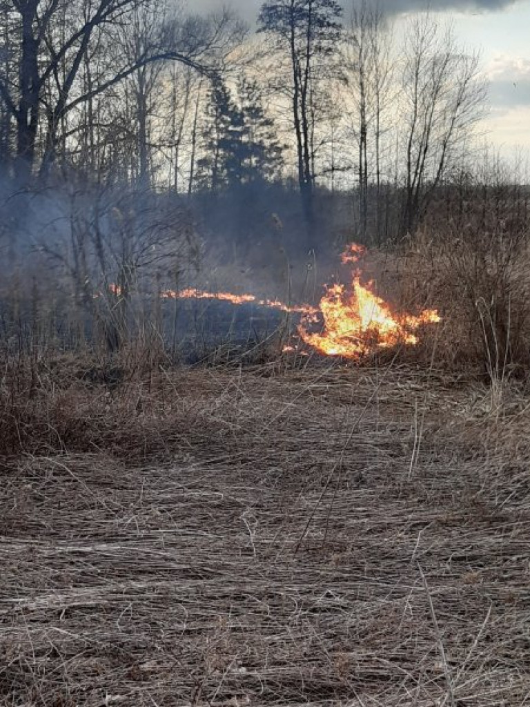 Plaga podpaleń nieużytków. Kilkanaście interwencji straży pożarnej [zdjęcia]