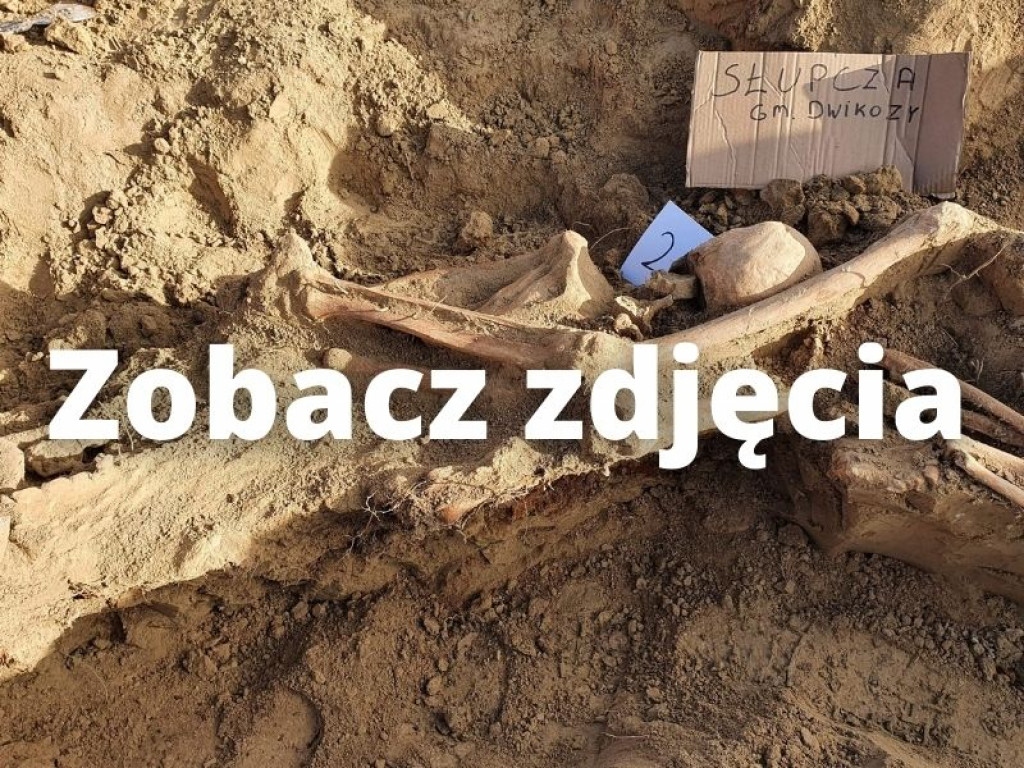 Powiat sandomierski. Szukali działa, znaleźli szczątki członków jego załogi [zdjęcia]