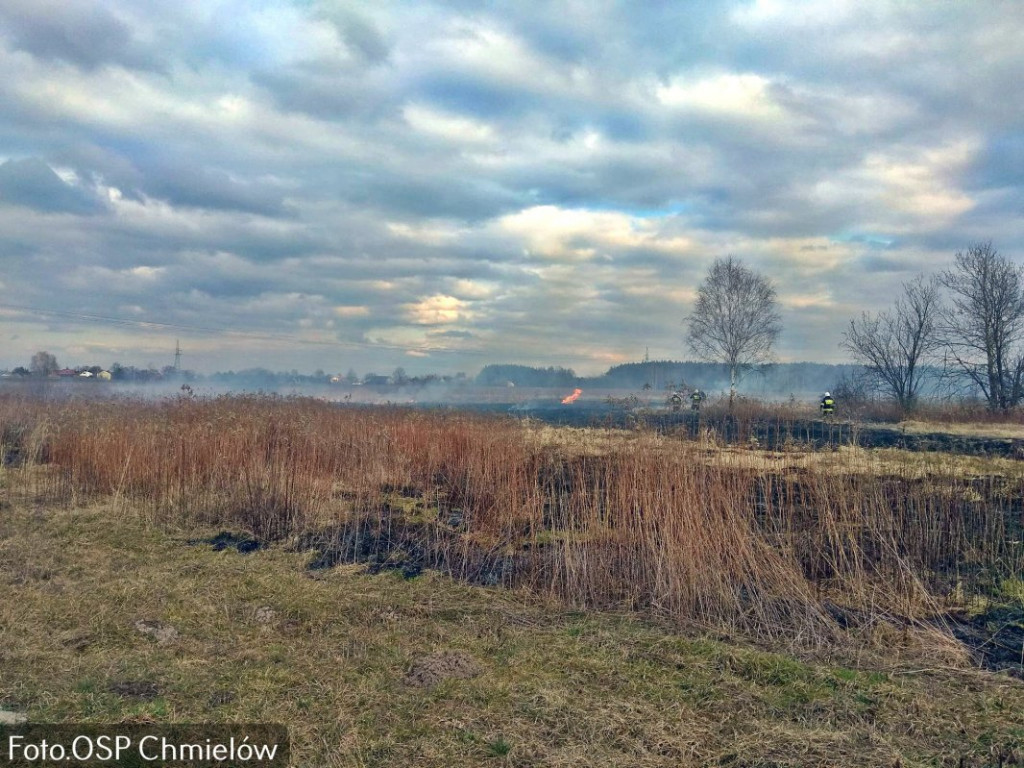 Spory pożar w gminie Nowa Dęba, osiem zastępów w akcji [zdjęcia]