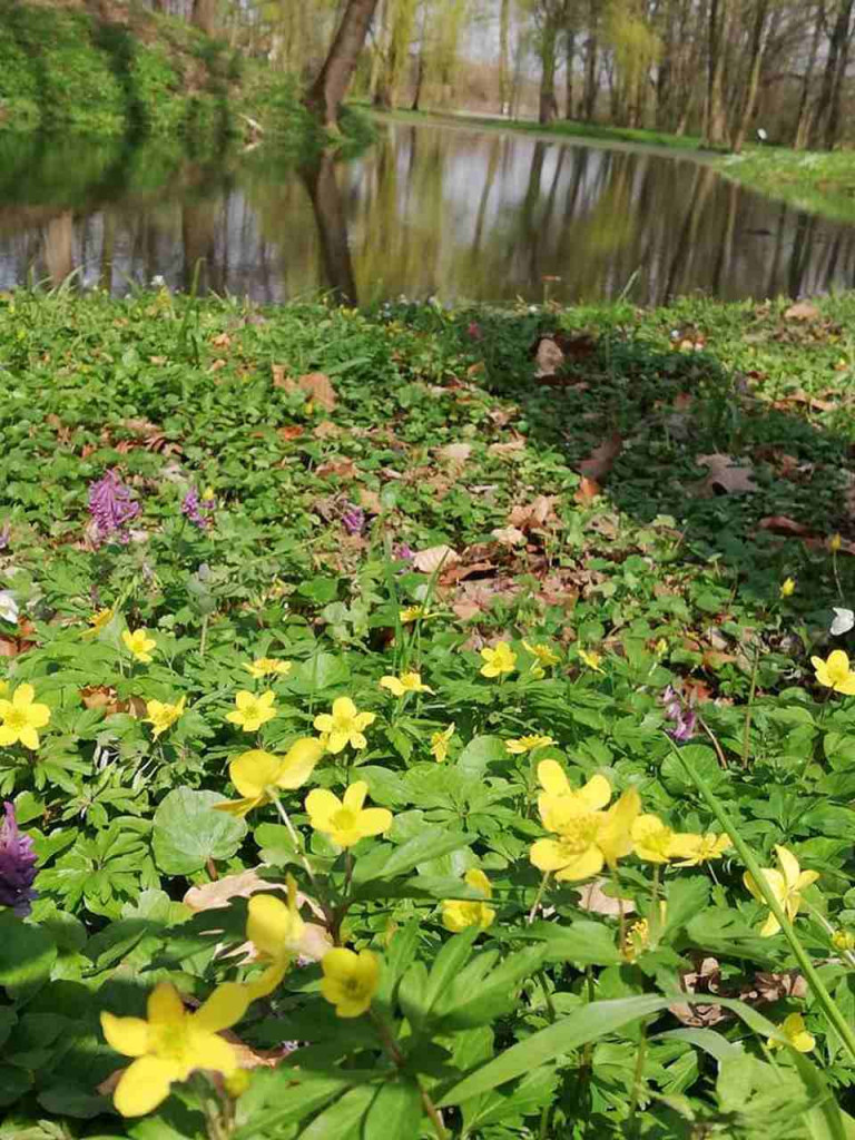 Dzień Ziemi w Tarnobrzegu. Posprzątali park i powiesili budki dla ptaków [zdjęcia]