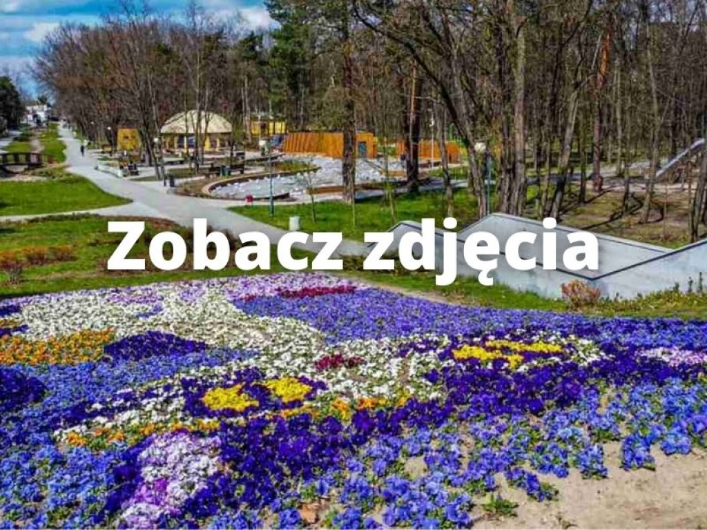 Kot z kwiatów. Piękna ozdoba powstała w Parku Miejskim w Stalowej Woli [zdjęcia]