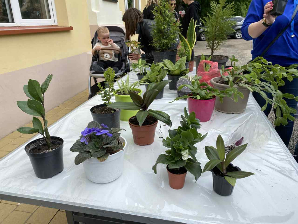 W Tarnobrzegu trwa I edycja Kwiatowymiany [zdjęcia]