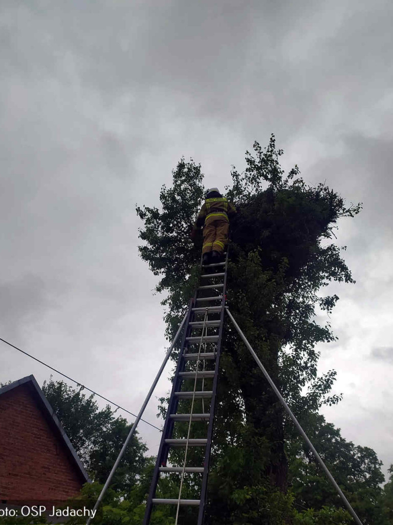 Strażacy z Jadachów w gminie Nowa Dęba pomogli bocianiej rodzinie [zdjęcia]