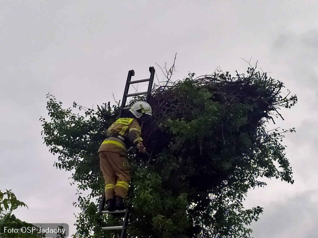 Strażacy z Jadachów w gminie Nowa Dęba pomogli bocianiej rodzinie [zdjęcia]