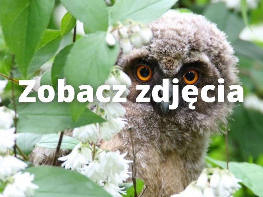 Kapitalne zdjęcia młodych sów autorstwa tarnobrzeskiego fotografa [zdjęcia]