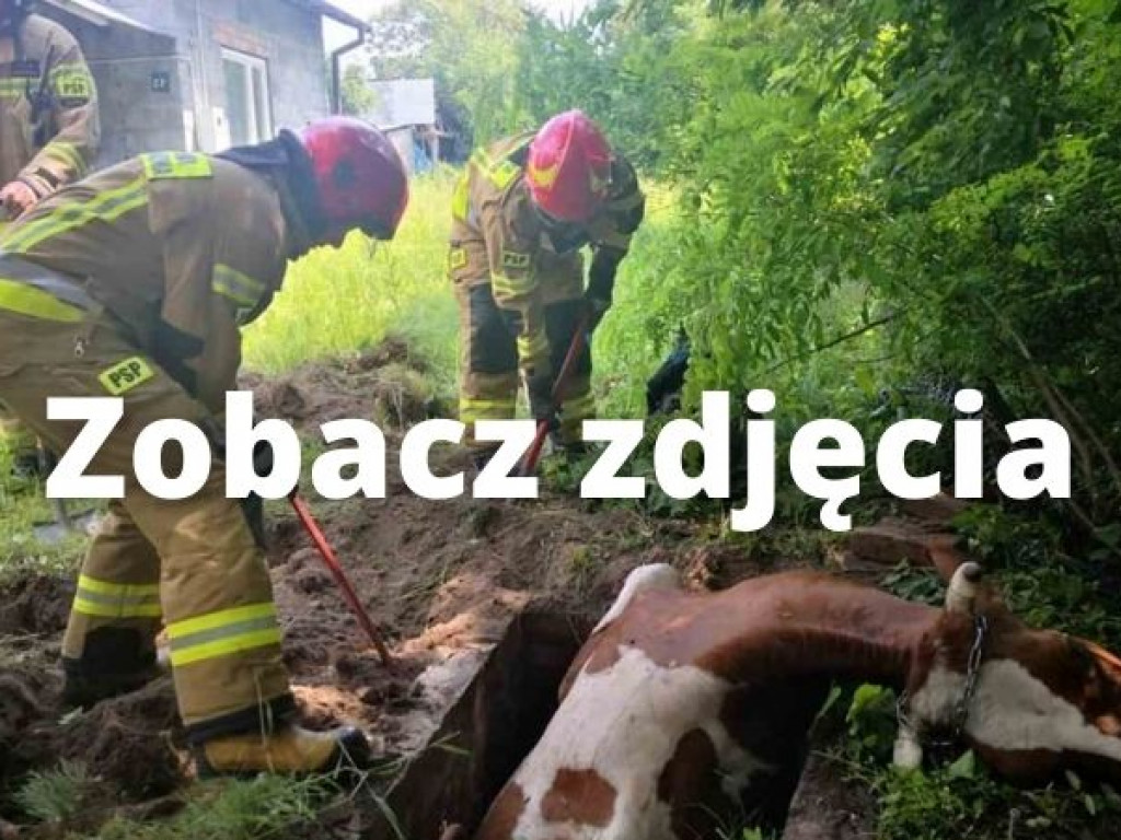 Krowa wpadła do studzienki. Strażacy ponad godzinę wydobywali przestraszone zwierzę [zdjęcia]