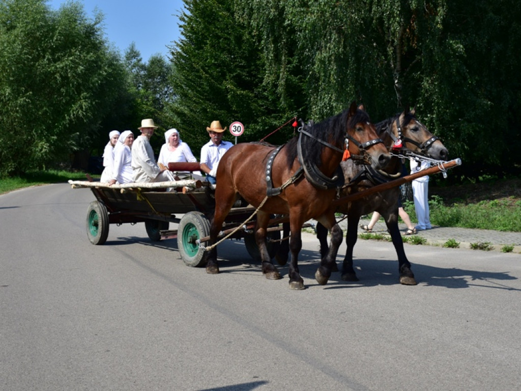 Sandomierz. Staropolskie żniwa w Nadbrzeziu [zdjęcia]