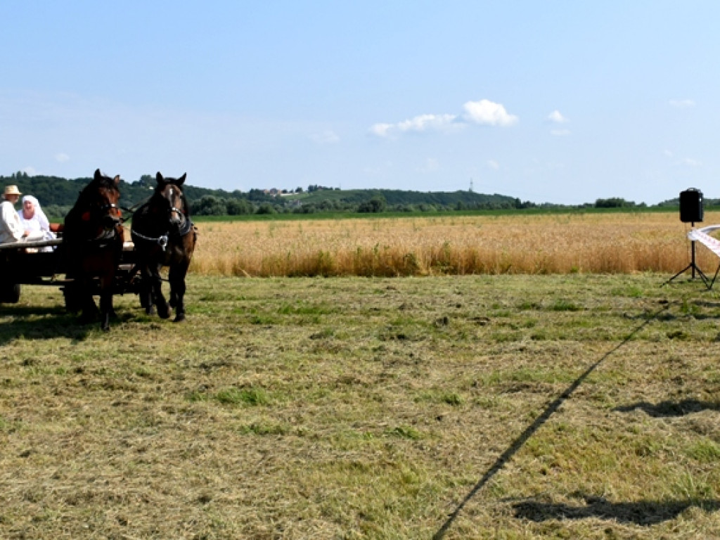 Sandomierz. Staropolskie żniwa w Nadbrzeziu [zdjęcia]