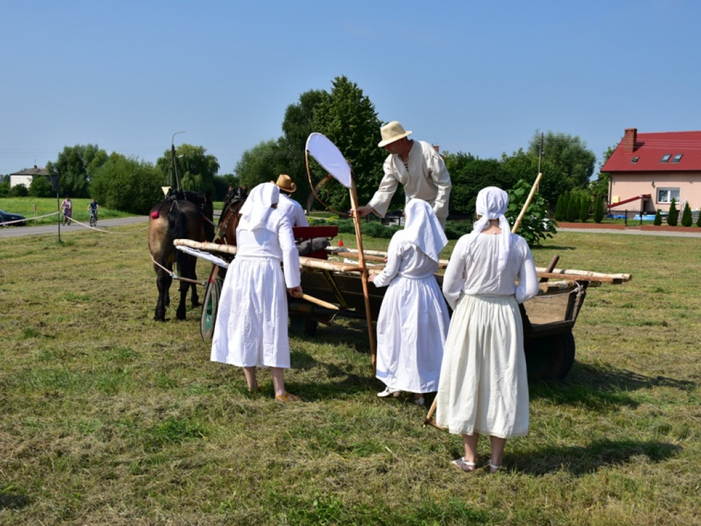 Sandomierz. Staropolskie żniwa w Nadbrzeziu [zdjęcia]