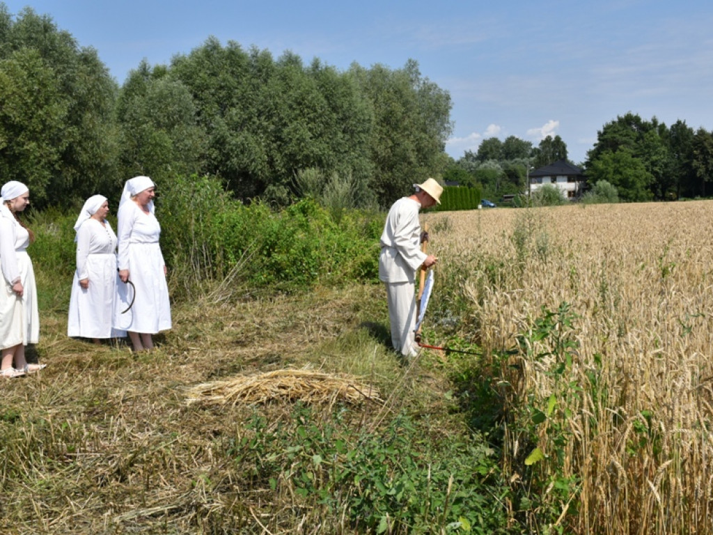 Sandomierz. Staropolskie żniwa w Nadbrzeziu [zdjęcia]