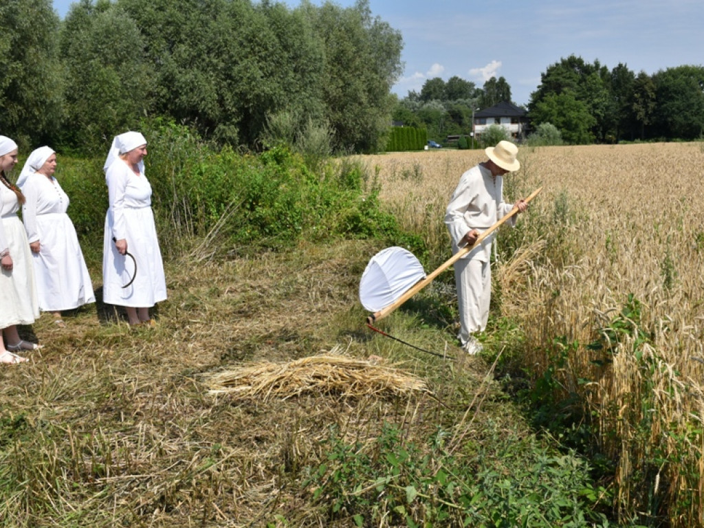 Sandomierz. Staropolskie żniwa w Nadbrzeziu [zdjęcia]