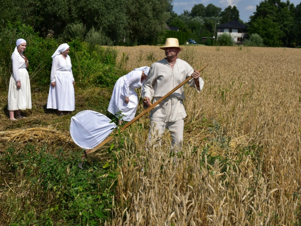 Sandomierz. Staropolskie żniwa w Nadbrzeziu [zdjęcia]